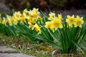 Vibrant yellow daffodils blooming in a lush spring garden, symbolizing renewal.