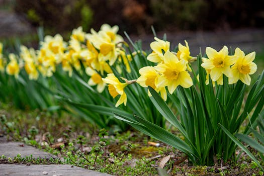 Vibrant yellow daffodils blooming in a lush spring garden, symbolizing renewal.